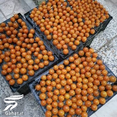 روش خشک كردن الو بخارا (آموزش کامل)