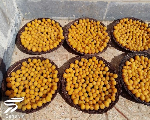 روش خشک كردن الو بخارا (آموزش کامل)