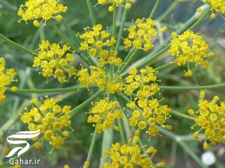 برای درمان اسهال چه بخوریم (قرص و داروهای گیاهی)