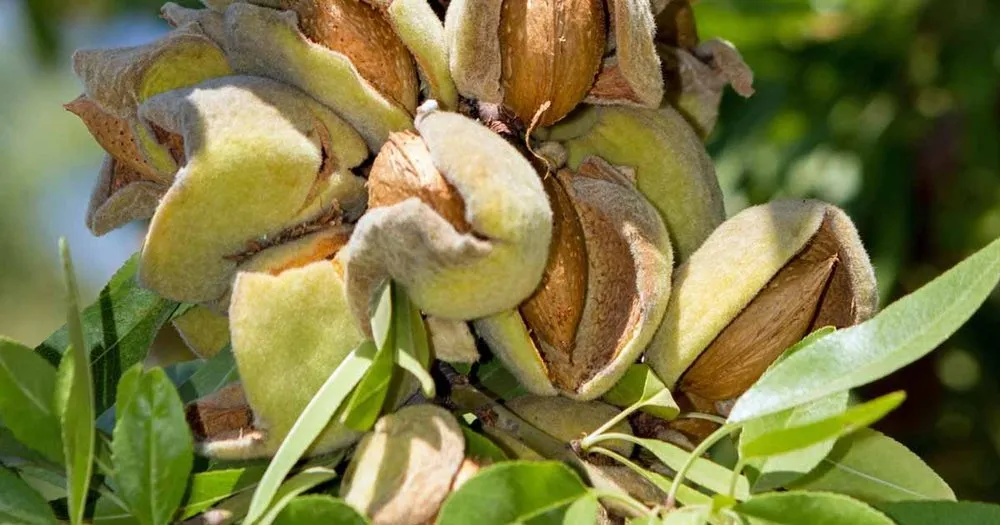 ۶ حقیقت که باید درباره خرید نهال بادام بدانید