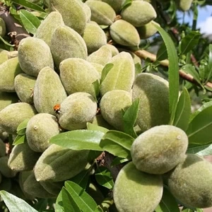 ۶ حقیقت که باید درباره خرید نهال بادام بدانید