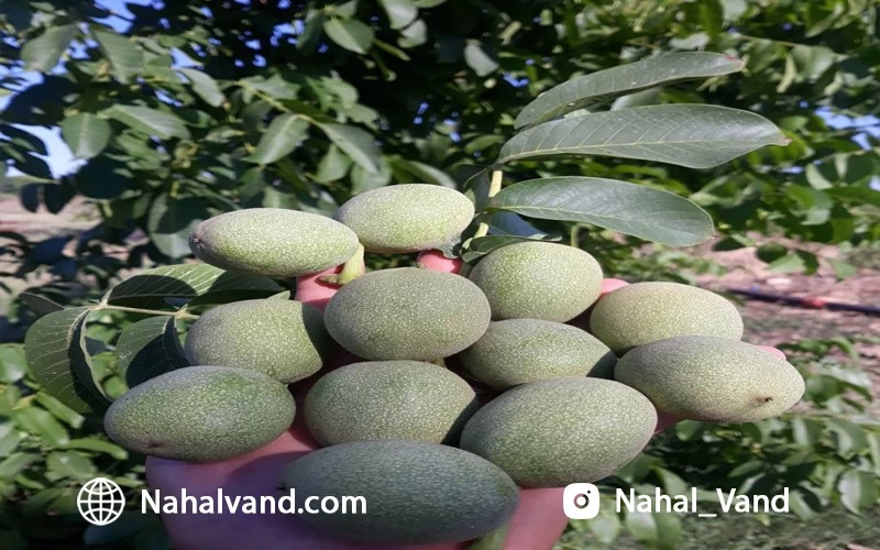 سرمایه گذاری ایمن با خرید بهترین نهال گردوی تجاری