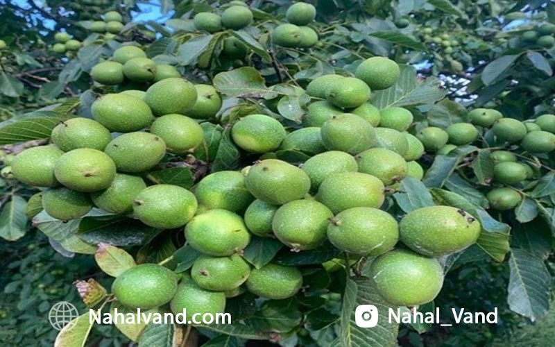 سرمایه گذاری ایمن با خرید بهترین نهال گردوی تجاری