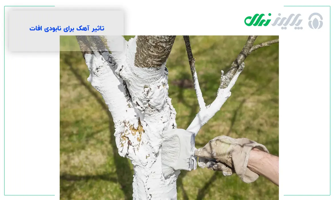 آیا آهک درخت را خشک می&zwnj;کند؟
