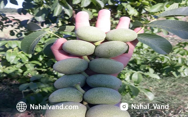 سرمایه گذاری ایمن با خرید بهترین نهال گردوی تجاری