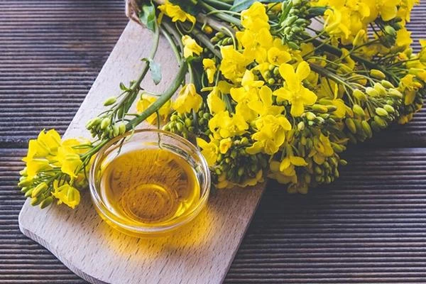 هر کیلو کلزا چقدر روغن میدهد؟ راهنمای روغن گیری از کلزا