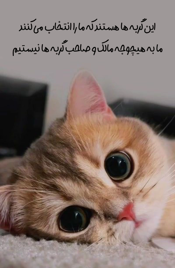 متن ویژه روز جهانی گربه با جملات و عکسهای جذاب روز گربه