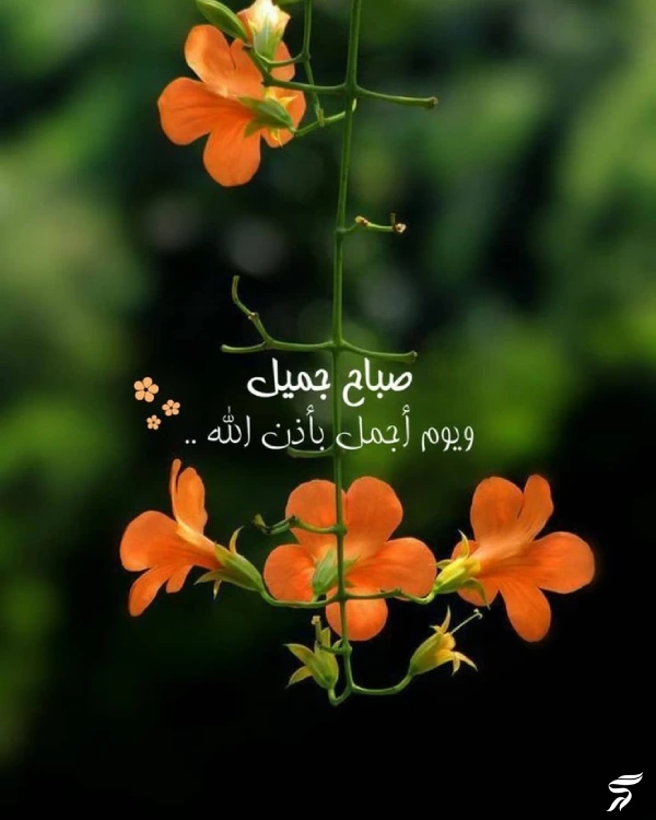 عکس صباح الخیر [20 عکس و متن صباح الخیر عربی]