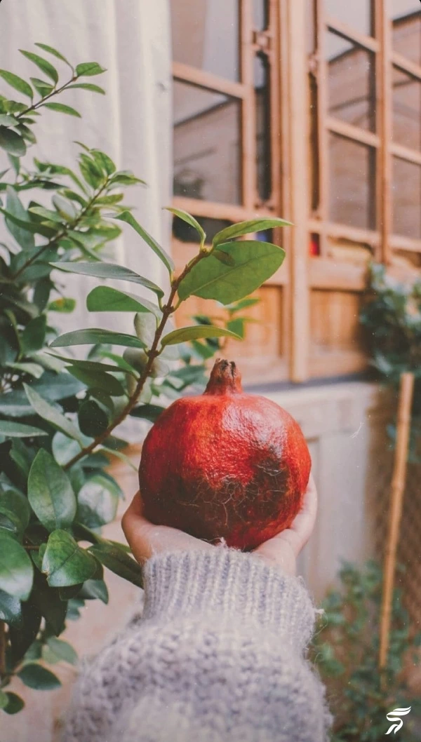 عکس انار برای پروفایل [40 عکس عاشقانه و فانتزی انار برای پروفایل]