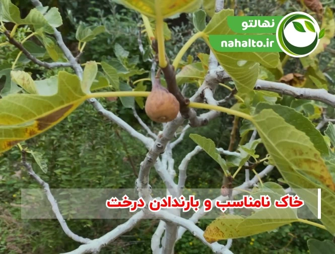 چرا درختان میوه بار نمی&zwnj;دهند؟ | علت کم&zwnj;بار بودن درخت و راه&zwnj;های افزایش محصول