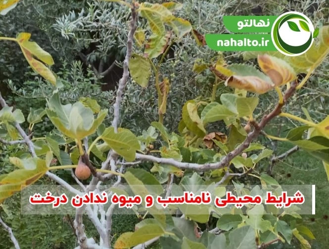 چرا درختان میوه بار نمی&zwnj;دهند؟ | علت کم&zwnj;بار بودن درخت و راه&zwnj;های افزایش محصول