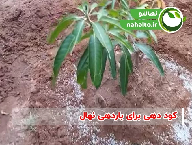 چرا درختان میوه بار نمی&zwnj;دهند؟ | علت کم&zwnj;بار بودن درخت و راه&zwnj;های افزایش محصول