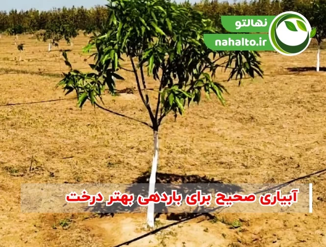 چرا درختان میوه بار نمی&zwnj;دهند؟ | علت کم&zwnj;بار بودن درخت و راه&zwnj;های افزایش محصول