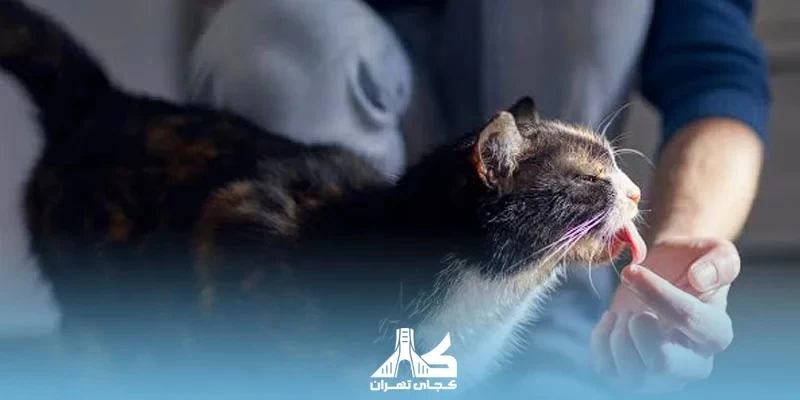 بچه گربه چی بخوره؟ راهنمای تغذیه بر اساس سن
